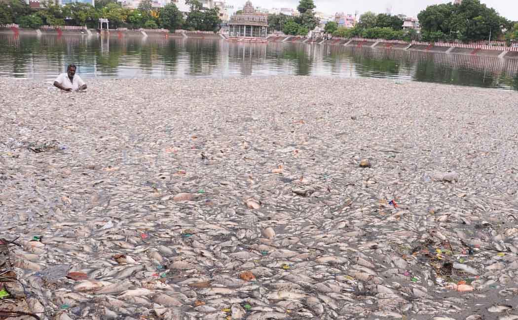 Dead fish in temple pond