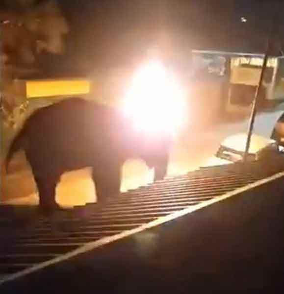 elephant