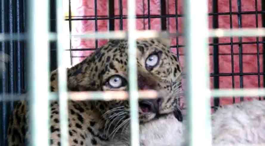 Leopard catche in nellai