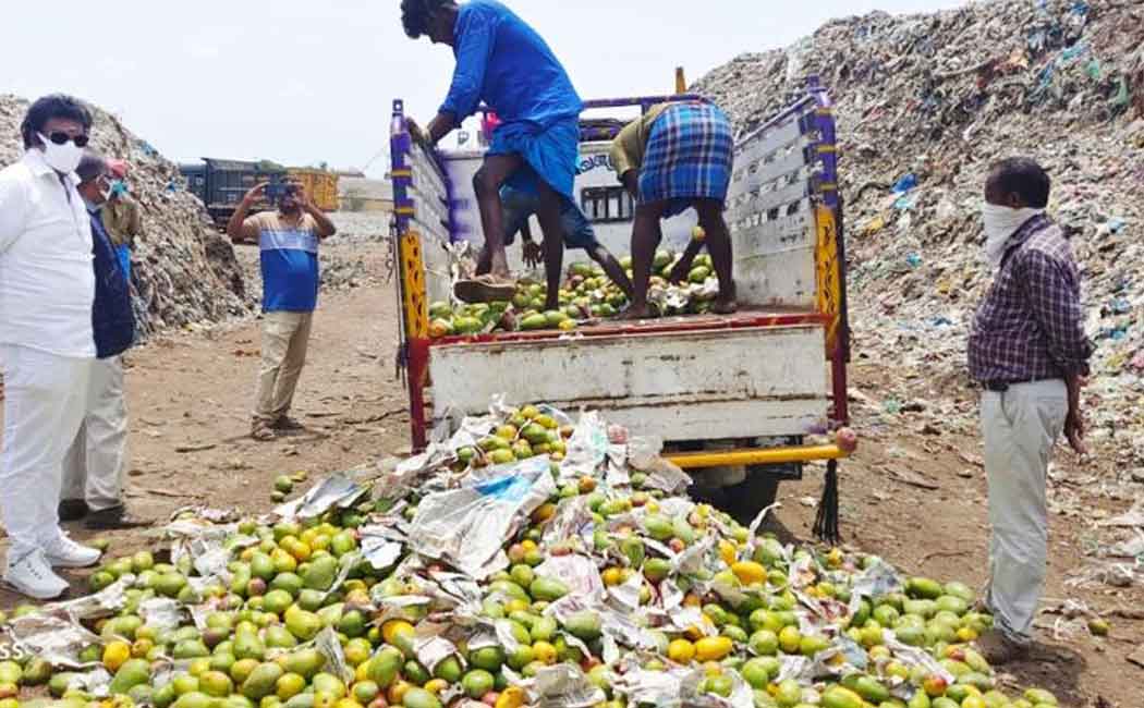 A ton of chemically ripened mangoes