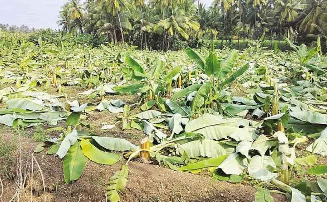 Another 4000 banana trees were cut down near Jedarpalayam
