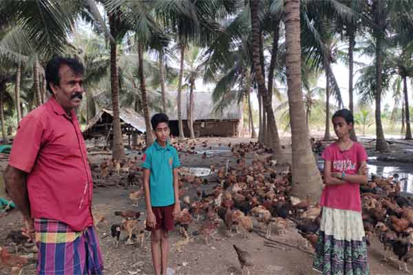 Farmer earns lakhs by raising domestic chickens at low cost