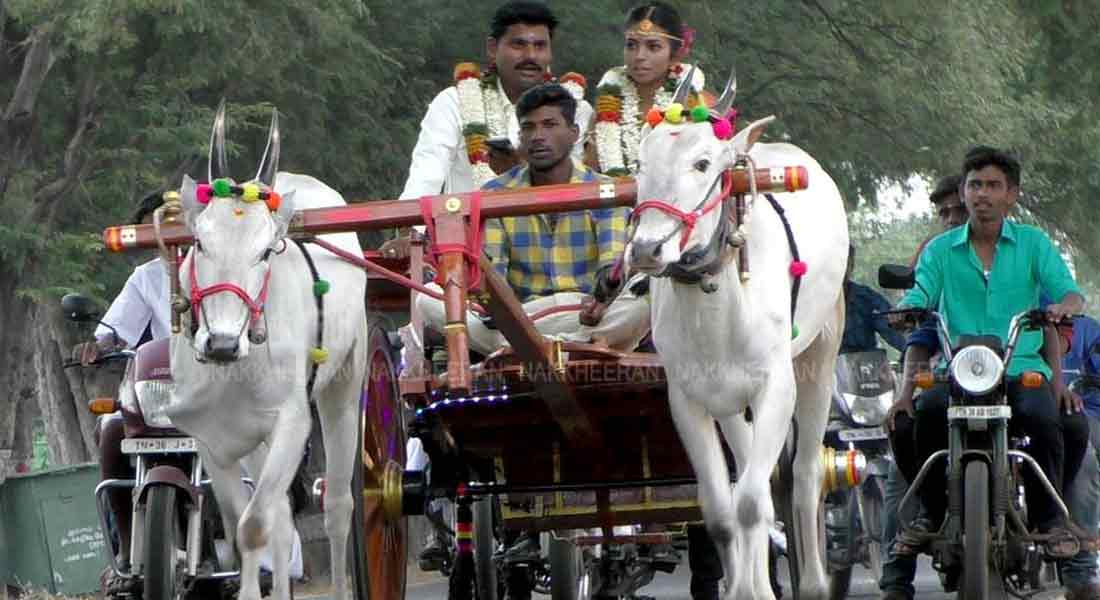 The culture of the couple is the unchanging 'cow-cart' journey