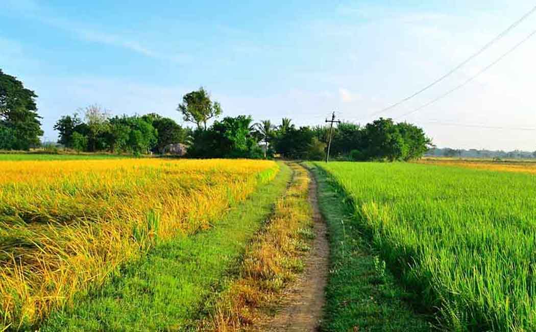 "State Level Fertilizer Assistance Center for obtaining information on fertilizers and lodging complaints" - Department of Agriculture and Agrarian Welfare Announcement!
