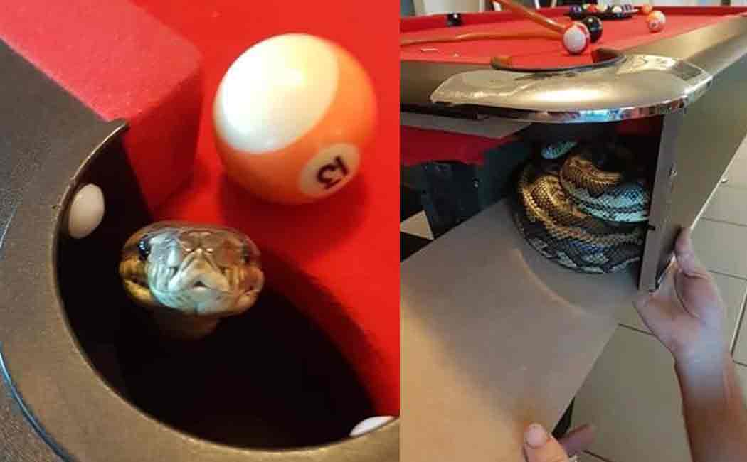 python found in billiard pool