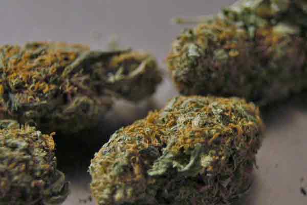 Kilo's of cannabis caught by coimbatore police