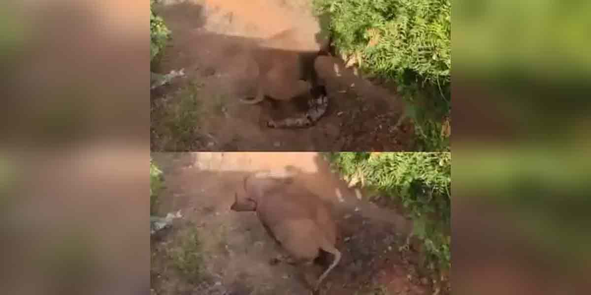 School van driver splashing after seeing elephant ... viral video!