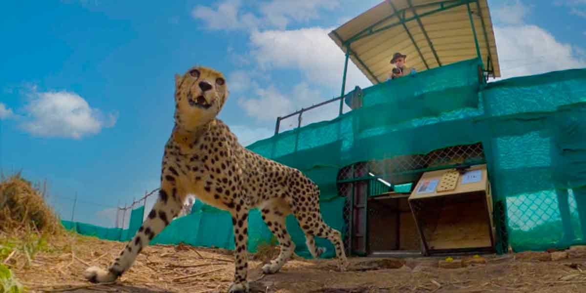 Third leopard lost their live in 40 days