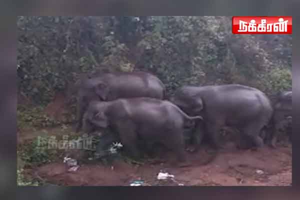 coimbatore dhaliyur elephant viral video