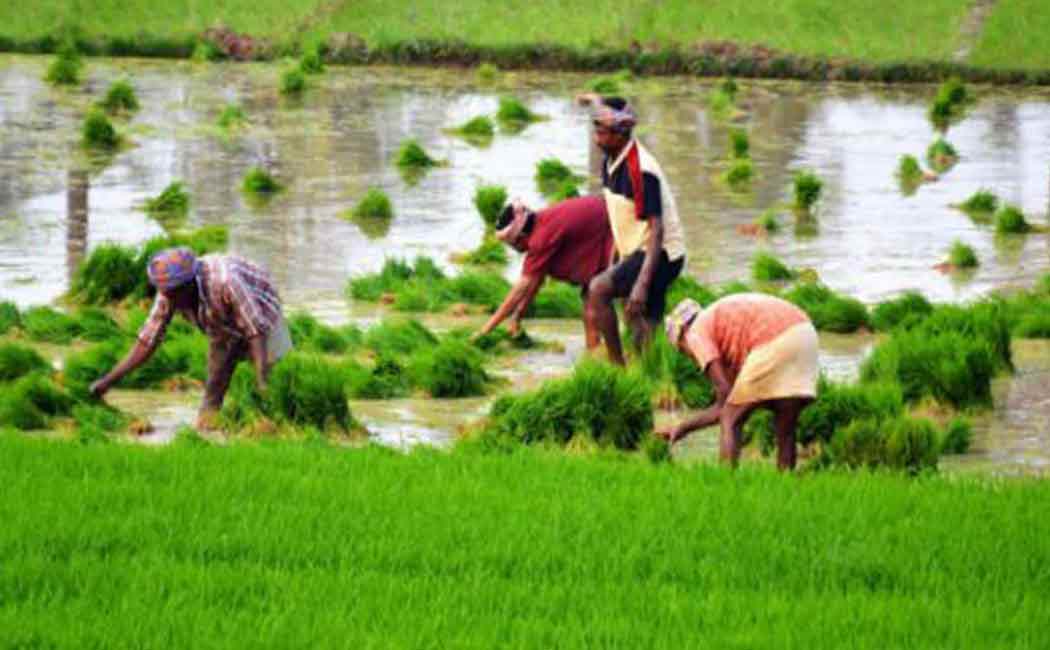 Farmers returning to natural agriculture!