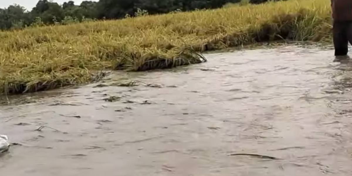 A suddenly broken canal; 150 paddy crops destroyed; Farmers are suffering