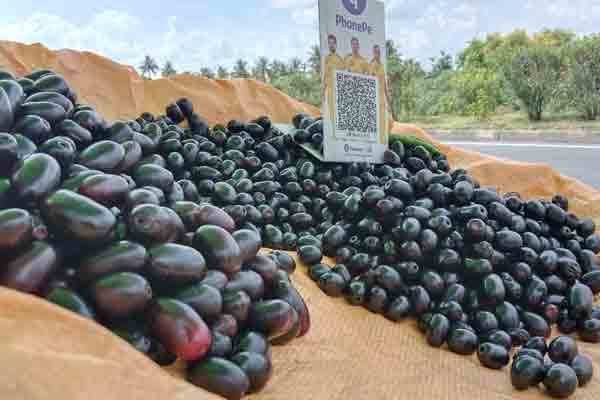 Salem Highways novel fruits