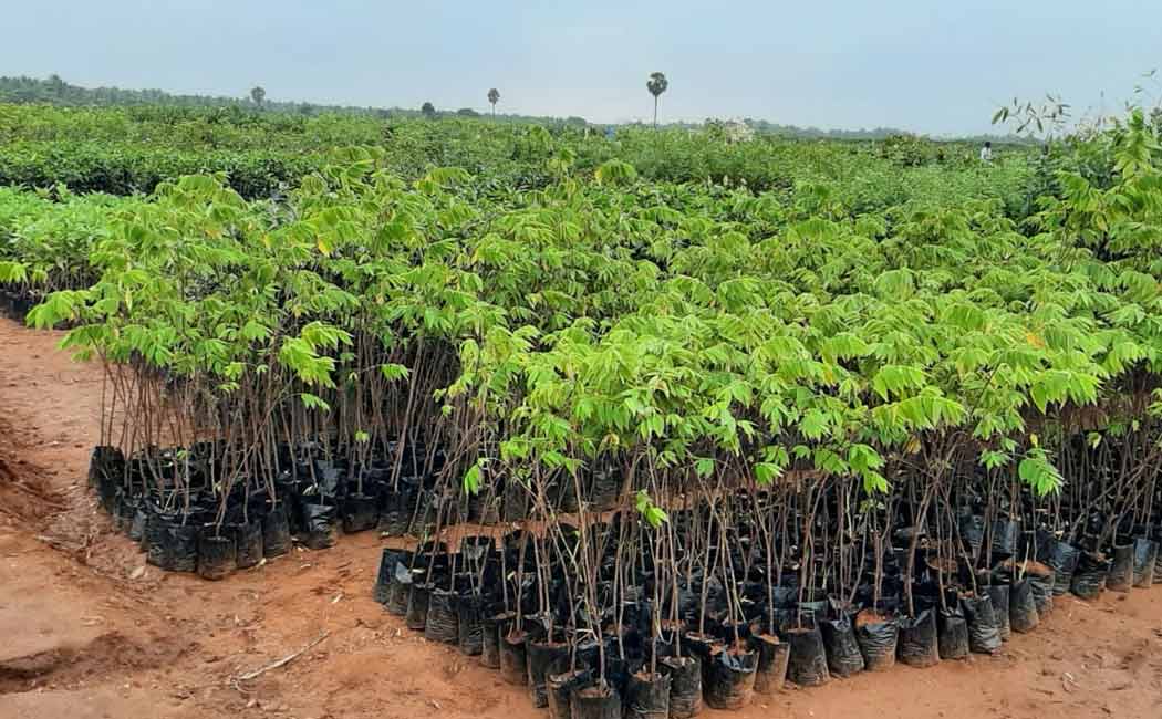 Minister Udhayanidhi stalin will participate world record planting 6 lakh saplings