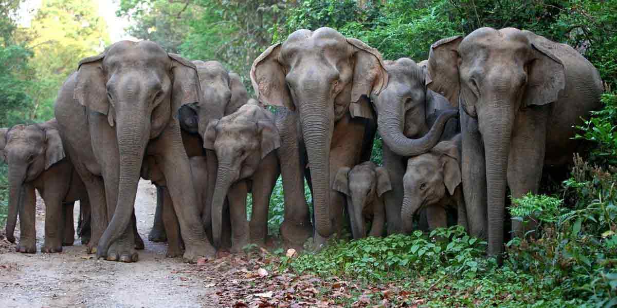 Forest Department warns public to go outside after dawn!