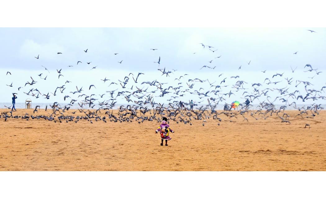 marina birds photos
