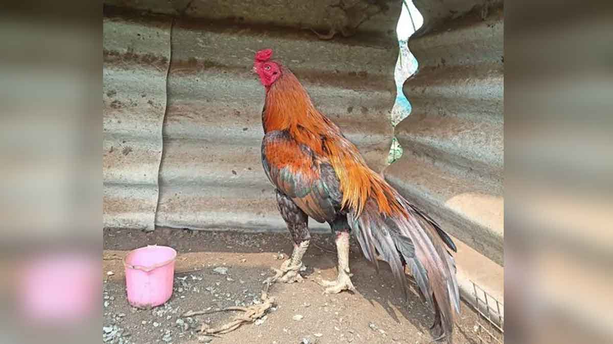 6 people were arrested for gambling with cock!