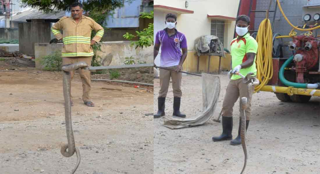 snakes come Resident in the summer... alert fire department