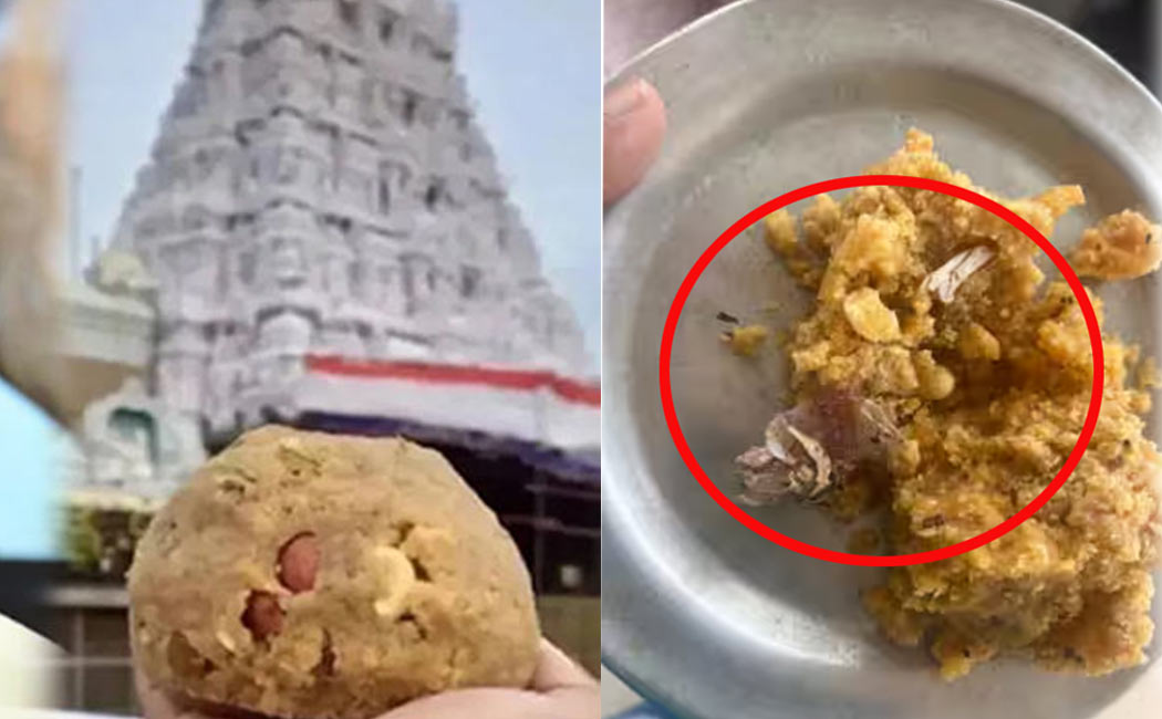 Gutka packet inside tirupati laddu