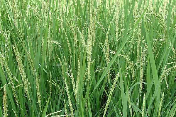 Farmers are suffering because the paddy crop has sprouted in the field due to contin uous rain