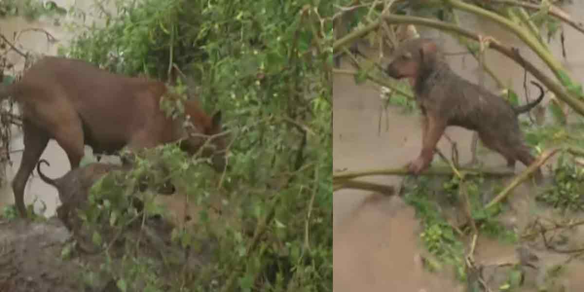 Puppies trapped in the flood! -Fighting rescue troops!