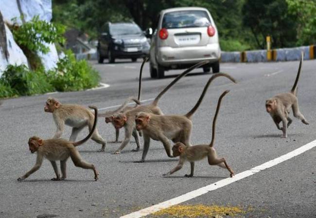 salem district yercaud monkeys forest department