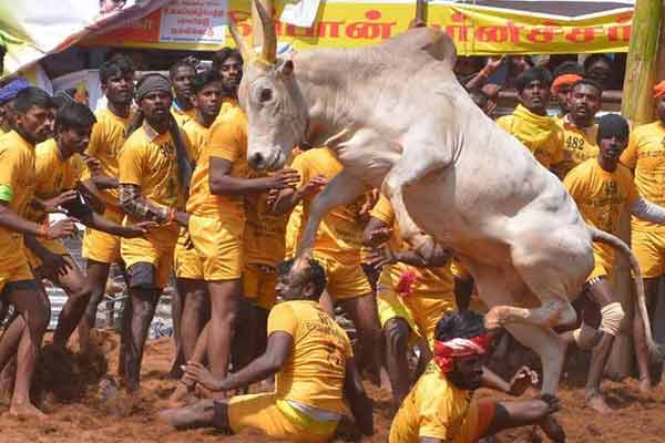 trichy district navalur kuttapattu jallikattu