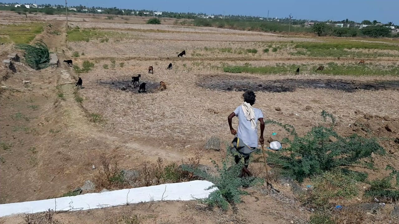 Delta in the clutches of the drought; Cattle without water; Farmers in worry !!