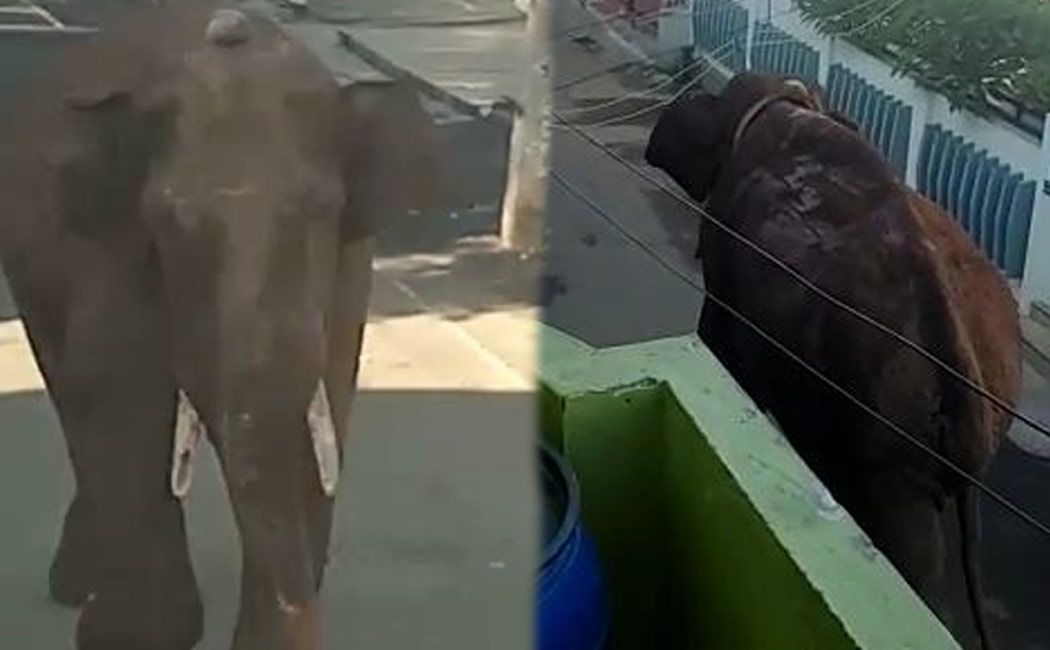 wild elephant has entered a residential area in Theni