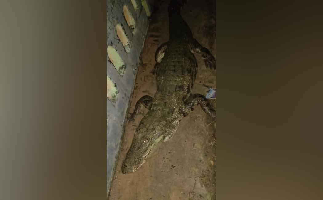 Giant crocodile on the main road