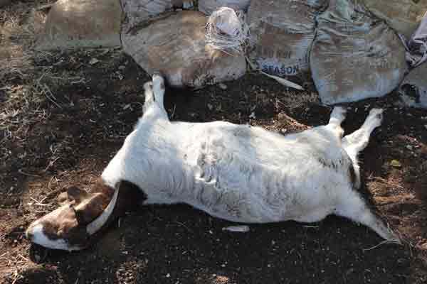 Mysterious animal bites goats .. Villagers fear ..