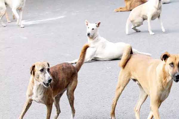 erode municipal corporation street dog issue