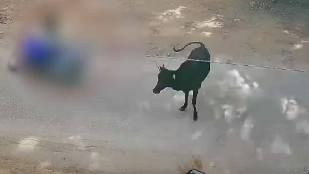 A cow roaming on the road collided with an accident; College girl injured
