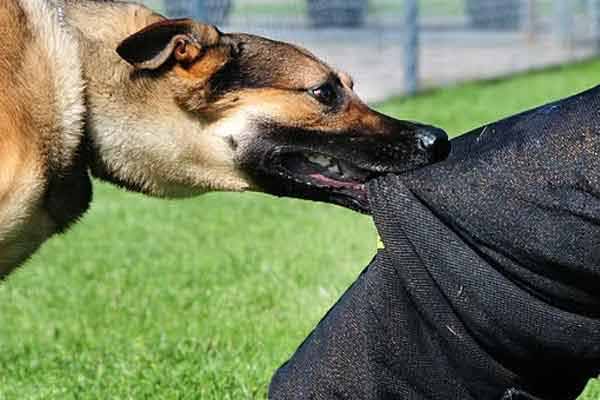 Tenkasi District Achanputur 12th Street dog incident