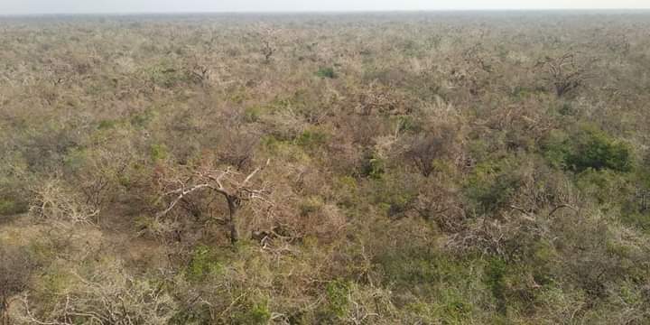 Kotiyakarai Bird Sanctuary