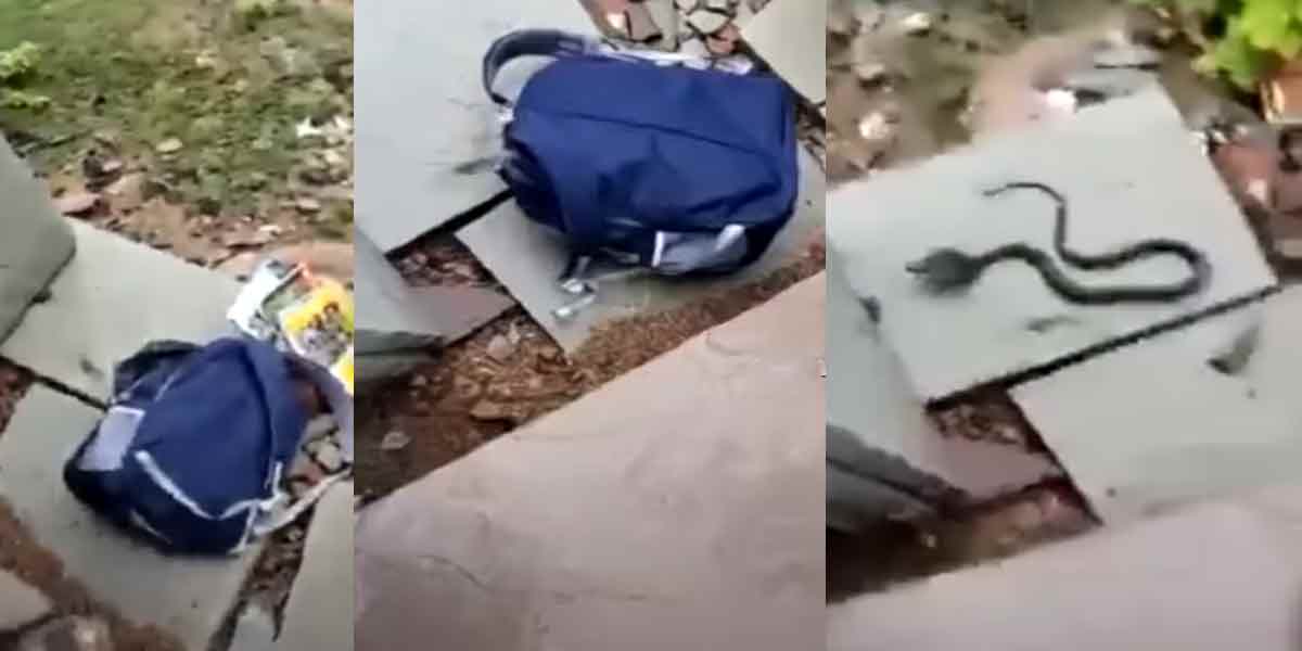 A cobra in a school book bag... a classroom frozen in shock!
