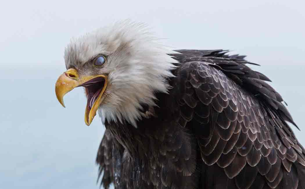 537 rare eagles expired in africa after eating poisoned elephant
