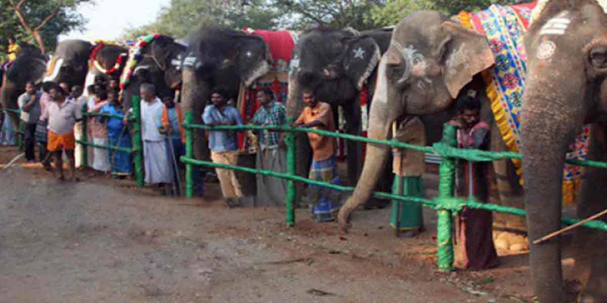 elephant