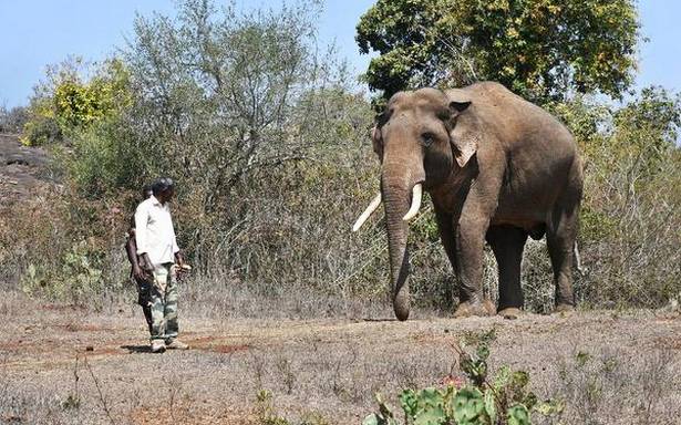 'Rivaldo' elephant in masinakudi