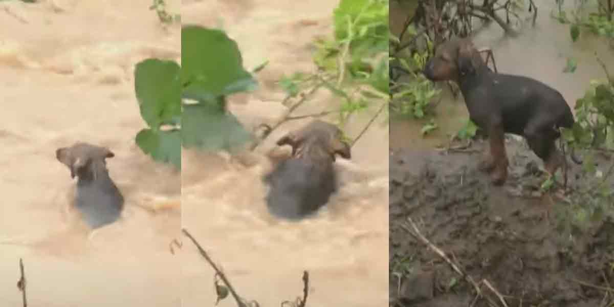 Puppies trapped in the flood! -Fighting rescue troops!