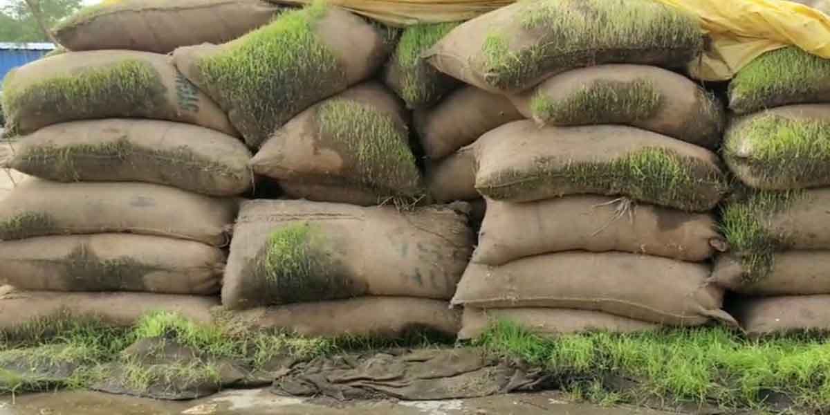 Rain-soaked paddy bundles: Court orders Tamil Nadu government to respond!