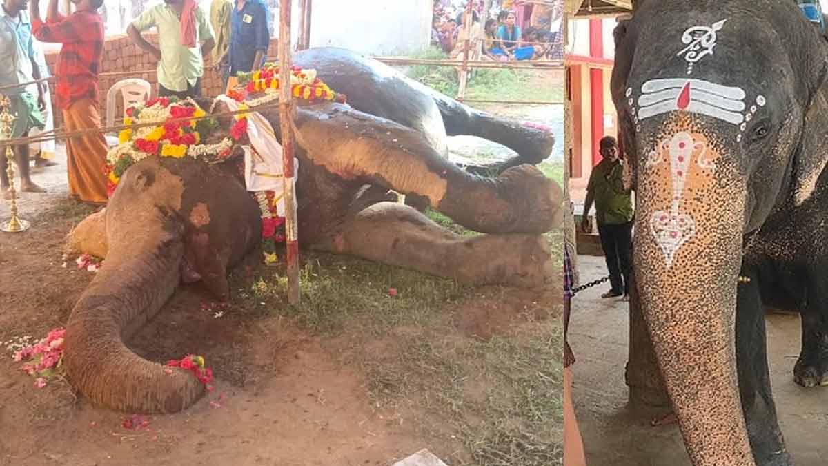 Temple elephant lose their live in fire accident
