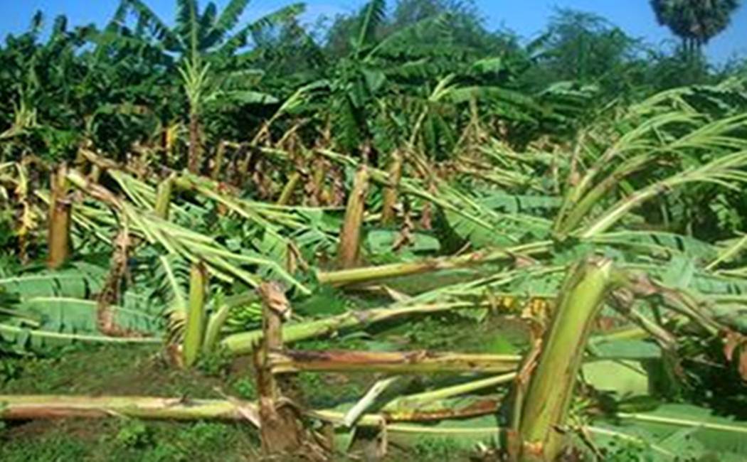 Corona virus - Hurricane impact - Banana farmers