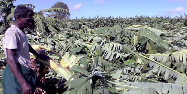 Banana trees - Heavy rain - Farmers - erode -