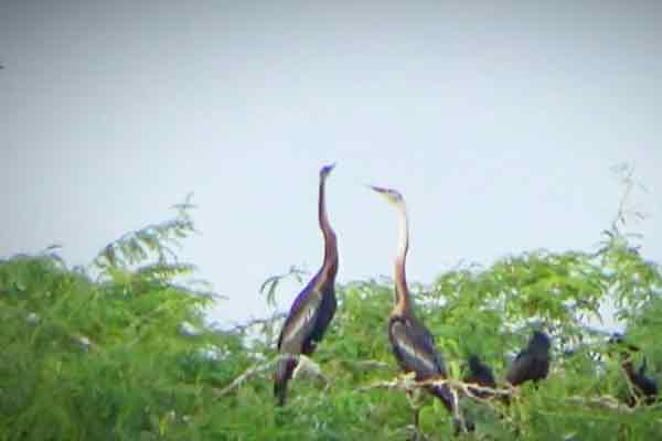 Automatic New Bird Sanctuary! near perambalur