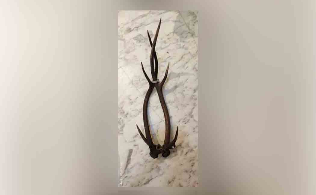 Deer com hoarding; 5 fined, including jeweler