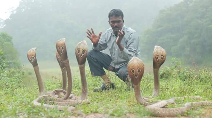Wow Wow Suresh who lost consciousness ... Tragedy for the famous snake catcher!