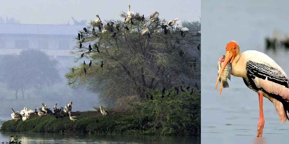 'Nancharayan Kulam' becomes Tamil Nadu's 17th bird sanctuary