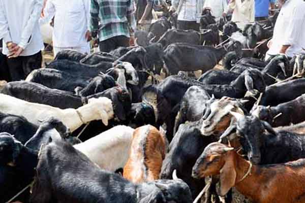 Goat market trade was good on the occasion of Bakrid festival