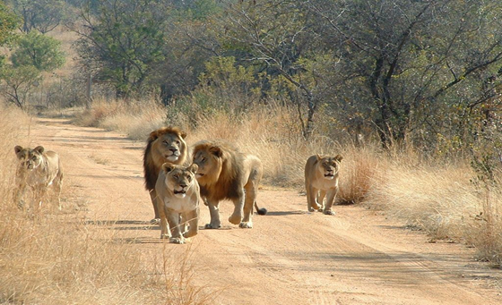 gir forest