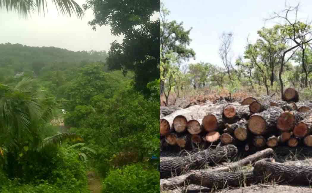 people protest for aarey forest